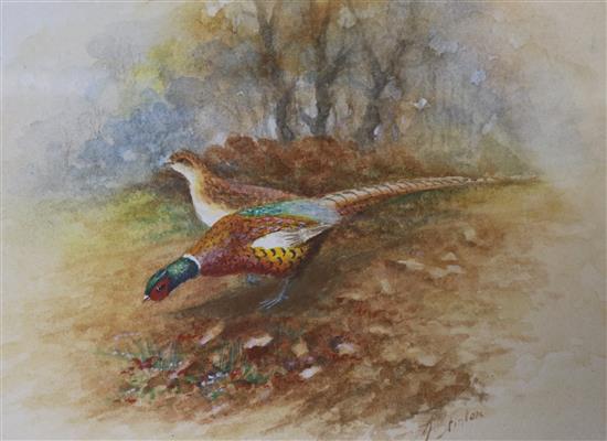 Two watercolours of pheasants by Royal Worcester artists; W E Powell and J Stinton 13 x 11 and 11 x 15cm.